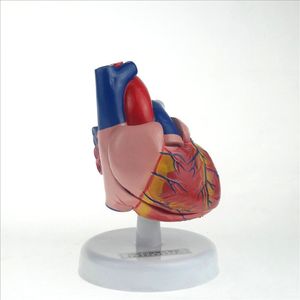 Modèle d'anatomie du cœur (taille naturelle)/Structure J33208, équipement pour expériences biologiques, instrument pédagogique pour collèges - Product Image 1