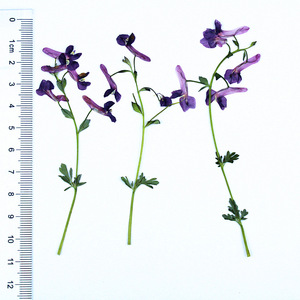 <span class=keywords><strong>Flores</strong></span> de <span class=keywords><strong>Corydalis</strong></span> Secas y Prensadas con Tallos para Arte en Resina, Arte de Uñas, Scrapbooking, Marcapáginas, Manualidades con <span class=keywords><strong>Flores</strong></span> Prensadas - Product Image 5