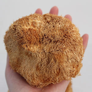 Hongo Melena de León Seco Premium, <span class=keywords><strong>Hericium</strong></span> <span class=keywords><strong>Erinaceus</strong></span> Natural Fresco y Seco para la Salud Cerebral y la Digestión - Product Image 2