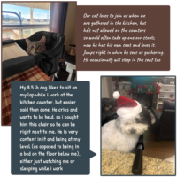 Siège rehausseur portable et réglable pour animaux de compagnie, chaise haute confortable pour chiens et chats, pour la salle à manger familiale et le bureau, mobilier pour animaux