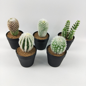 Plantas Artificiales de Plástico al por Mayor, en Maceta, de Alta Simulación, Surtidas, Tropicales, en Maceta de Plástico, para Decoración de Mesa - Product Image 2