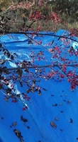 Secoueur de troncs d'oliviers 1,5-2,3 m, secoueur vibrant pour amandes et argousiers, secoueur à essence, machine de récolte et de cueillette d'olives