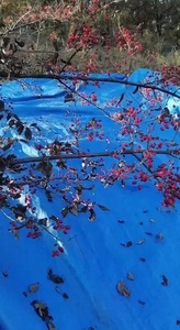 Máquina Vibradora de Troncos de Olivos de 1.5-2.3m, Vibrador de Almendras y Espino Amarillo, Vibrador a Gasolina, Motor para Cosecha y Recolección de Aceitunas - Product Image 3