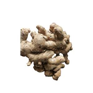 ขิงสดอ่อนจากเวียดนาม บรรจุภัณฑ์ได้รับการรับรองมาตรฐาน HACCP พร้อมรับประทาน - Product Image 2