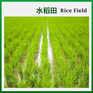 Bispyribac-sodio 20% SC OD <span class=keywords><strong>Herbicida</strong></span> Sistémico Selectivo Contra Malezas Anuales en Campos de Arroz y Granjas - Product Image 2