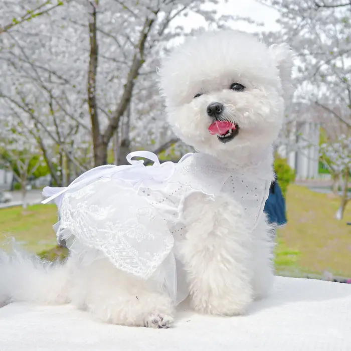 Vente en gros Robe de mariée blanche pour chien Robe jupe printemps-été