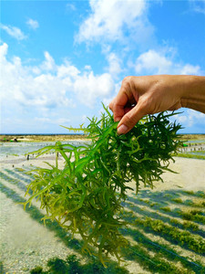 熟練した製造精製カラギーナン半精製カラギーナン - Product Image 3