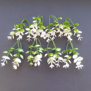 Bouquets de feuilles d'eucalyptus artificielles Wen Hope, blanc et vert, 10 cm-30 cm, décorations murales de mariage, base en plastique, fleurs - Product Image 4