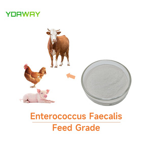 पशु स्वास्थ्य अनुप्रयोगों के लिए एन्टोकोकस मल मल 20 बिलियन 100 बिलियन - Product Image 2