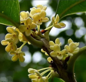 คอนกรีตแท้100% ธรรมชาติ ODM สำหรับดูแลผิว - Product Image 2