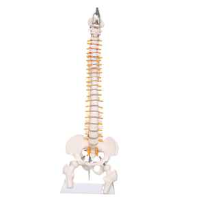 Anatomie — colonne vertébrale naturelle, modèle <span class=keywords><strong>C</strong></span>, 45cm - Product Image 4