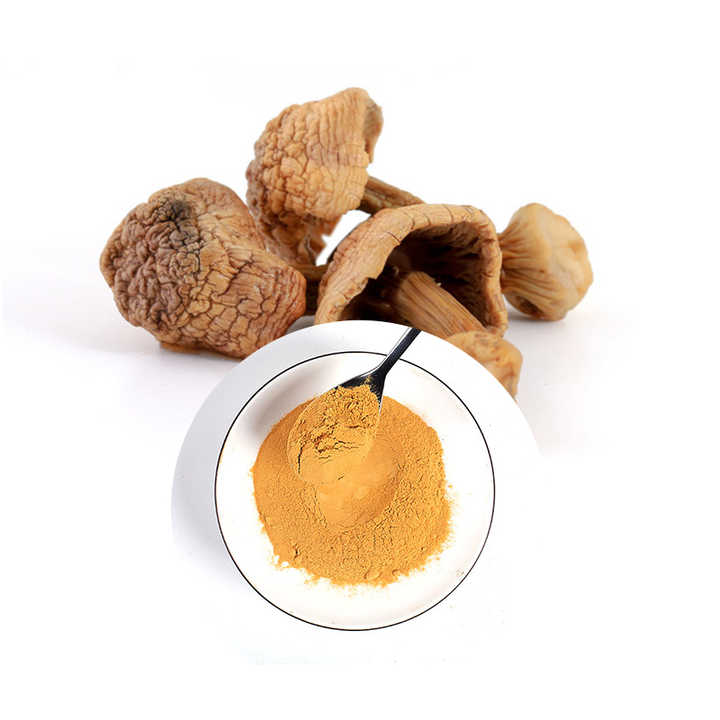 Agaricus blazei extract supplier Yangge Biotech Agaricus blazei extract supplier Yangge Biotech