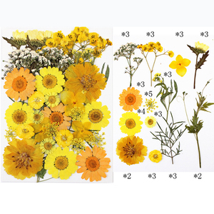 Vente en gros de fleurs pressées mélangées sèches pour l'artisanat en résine, fleurs séchées naturelles véritables - Product Image 5