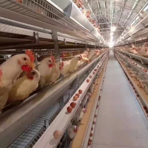 Vendita calda automatica H-tipo pollo batteria gabbie strato pollame attrezzature per l'agricoltura - Product Image 4
