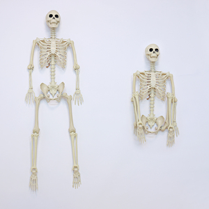 <span class=keywords><strong>Esqueleto</strong></span> <span class=keywords><strong>de</strong></span> Halloween <span class=keywords><strong>de</strong></span> 165 cm (5 pies) Personalizable, Huesos Humanos <span class=keywords><strong>de</strong></span> Plástico con Articulaciones Móviles para Casas Encantadas, Fiestas y Decoración <span class=keywords><strong>de</strong></span> Jardines - Product Image 5