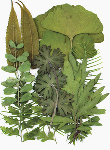 Nhà Máy Trực Tiếp DIY Màu Xanh Lá Cây Lá Chất Liệu Handmade Bookmark Nhỏ Ép Gói Cho Halloween Mẫu Bookmarker - Product Image 3