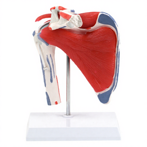 Modelo de Articulación del Hombro Desmontable con Origenes e Inserciones Musculares, Herramienta de Enseñanza de Ciencias Médicas - Product Image 4