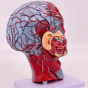 แบบจำลองกายวิภาคศาสตร์ศีรษะมนุษย์ ขนาดเท่าของจริง โพรงจมูก คอ สมอง กายวิภาคศาสตร์ ทำจาก PVC โครงสร้างร่างกายมนุษย์ที่ละเอียดอ่อน สำหรับการศึกษาในห้องเรียนและการวิจัย - Product Image 6