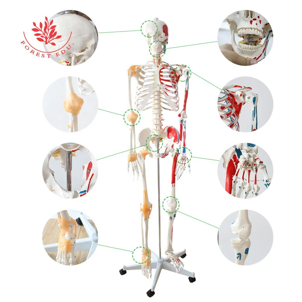 Medische Skelet Model Levensgrote Wervelkolom Spier Inserties En Origins En Flexibele Ligamenten Human Anatomisch Skelet