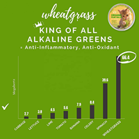 Baume hydratant et cicatrisant pour pattes de chiens, à base de silicone naturel et écologique, pour le soin des pattes et du nez des animaux de compagnie