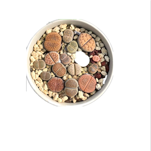 Piedra pómper y piedra exfoliante, precio bajo - Product Image 6