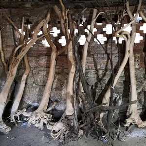 Versierd Drijfhout Mangrove Aquarium Met Natuurlijke Hout Uit China