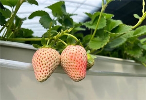 Kích thước khác nhau trồng dài máng xối Dâu Tây Trang trại một loại dọc phát triển năng suất cao nông nghiệp nhà kính - Product Image 5