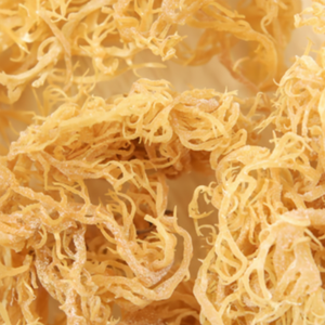 Algas naturales Chondrus Crispus Ingrediente esencial para recetas únicas creativas Gold Purple Seamoss Crispus - Product Image 1