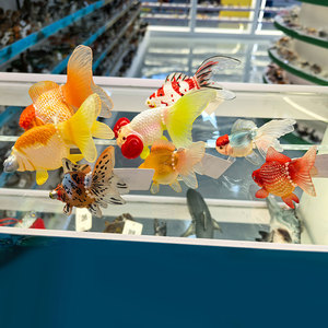 Küçük gerçekçi <span class=keywords><strong>PVC</strong></span> katı tropikal Sealife modeli plastik <span class=keywords><strong>Goldfish</strong></span> oyuncak - Product Image 3