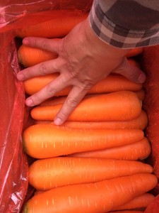 Offre Spéciale vietnam meilleure nouvelle carotte fraîche/carotte soupe carotte en 2023 de haute qualité - Product Image 6