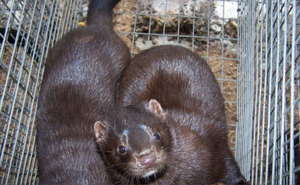 Kit de test rapide des anticorps du virus de la maladie du vison aléoutien (AMDV)-10 tests/kit - Product Image 2