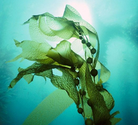 Poudre de spiruline pure naturelle de qualité alimentaire, poudre de protéines de spiruline, spiruline en poudre à vendre, directement de l'usine