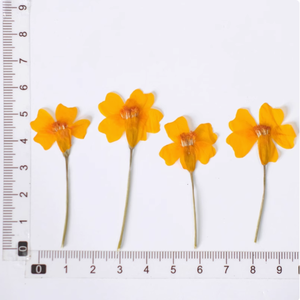 Tagetes ดอกไม้กับสาขา <span class=keywords><strong>DIY</strong></span> ทำพืชธรรมชาติเป็นมิตรกับสิ่งแวดล้อมดอกไม้แห้งกด - Product Image 6