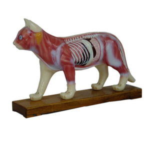 Gelsonlab HSBM-400 बिल्ली एक्यूपंक्चर मॉडल - Product Image 1