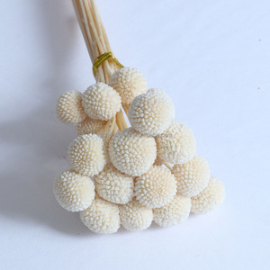 20 Pièces de Fleurs Naturelles Éternelles Colorées et Fraîches, Bouquet de Craspédias Billy Button Dorés pour Décoration de Mariage - Product Image 6