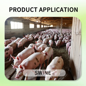 Suplemento Nutricional para Cerdos que Contiene Esteroles Vegetales + Picolinato de Cromo para la Promoción del Crecimiento y la Mejora de la Calidad de la Carne - Product Image 5