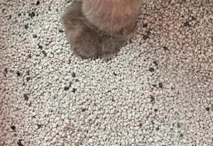 2025 Geruchsstopper Stark Staubfrei 100% Natürliches Natrium-Katzenstreu Klumpendes Premium-Bentonit-Katzenstreu - Product Image 5