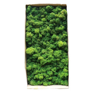 Vente en gros de boîte en panneau de mousse naturelle, décoration murale d'herbe fraîche préservée avec des arbres vivants décoratifs préservés - Product Image 4