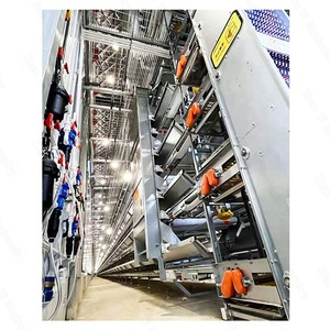 Nouveau produit phare : Système de cages à poules pondeuses automatiques Zhuoyi de type H <span class=keywords><strong>en</strong></span> acier galvanisé à chaud, long format - Product Image 6