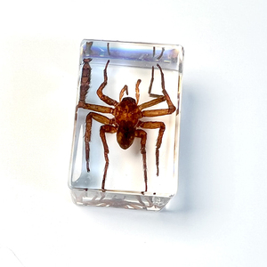 Vente en gros de presse-papiers en résine véritable insecte en résine artisanat spécimen d'insecte presse-papier acrylique pour enfants ressources pédagogiques - Product Image 5