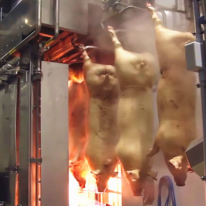 Complete Butcher Plant For Sow Slaughter Line Boar Abattoir Equipment Hog Slaughterhouse - Product Image 5