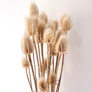 Décoration bohème DIY, bouquet de mariage, fleurs séchées naturelles sauvages courantes, tiges de chardon, Dipsacus - Product Image 2