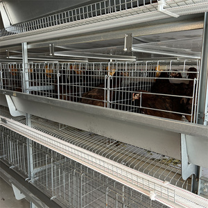 Equipo automático de sistema de jaula con batería para gallinero para pollos de 10000 capas Proveedor de fábrica de granja avícola Nueva condición - Product Image 6