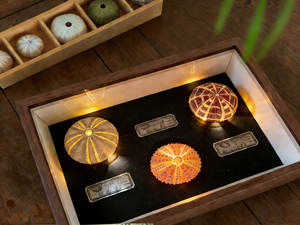 Lampe <span class=keywords><strong>de</strong></span> nuit Épine <span class=keywords><strong>de</strong></span> mer très populaire, objet <span class=keywords><strong>de</strong></span> <span class=keywords><strong>collection</strong></span> décoratif, forme carrée, chargement USB Type A, pièce <span class=keywords><strong>de</strong></span> <span class=keywords><strong>collection</strong></span> incontournable - Product Image 5