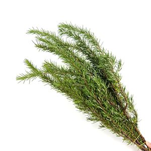 Branches <span class=keywords><strong>de</strong></span> <span class=keywords><strong>romarin</strong></span> en gros, fleurs naturelles cultivées en eau, pour arrangements <span class=keywords><strong>de</strong></span> table occidentale multi-occasions, vert - Product Image 2