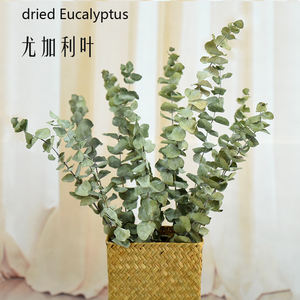 <span class=keywords><strong>Fleurs</strong></span> <span class=keywords><strong>séchées</strong></span> en gros et <span class=keywords><strong>bouquet</strong></span> <span class=keywords><strong>de</strong></span> <span class=keywords><strong>fleurs</strong></span> végétales feuilles d'<span class=keywords><strong>eucalyptus</strong></span> naturelles pour la décoration <span class=keywords><strong>de</strong></span> désherbage à la maison - Product Image 5