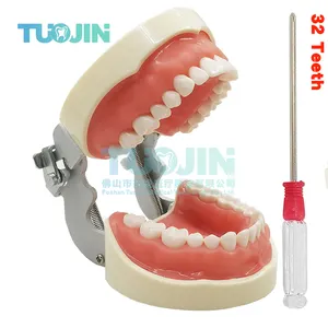Dental 32 Typodont Removable Tooth Model Dentist Veneer Teeth Preparation Orthodontic Student Oral Teaching Practice Product