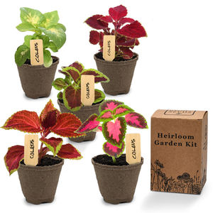 Kit de démarrage Coleus avec terreau dans les noix de coco Kit de démarrage de jardin d'herbes d'intérieur <span class=keywords><strong>basilic</strong></span> menthe coriande - Product Image 1