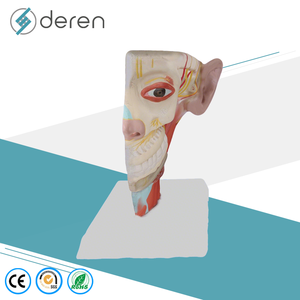Modelo de Anatomía Neurovascular de Cabeza y Cuello a Tamaño Real, Modelo de Cráneo con Venas Dilatadas y Mandíbula para Entrenamiento en Cirugía Plástica - Product Image 6