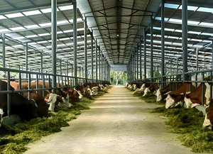 Casa Prefabricada, Estructura de Acero de Gran Envergadura para Uso Agrícola, Establos para Ganado Lechero - Product Image 6